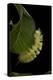 Calliteara Pudibunda (Pale Tussock Moth, Red Tail Moth) - Caterpillar-Paul Starosta-Premier Image Canvas