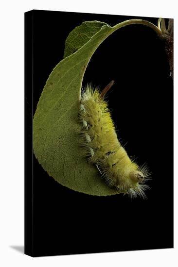 Calliteara Pudibunda (Pale Tussock Moth, Red Tail Moth) - Caterpillar-Paul Starosta-Premier Image Canvas