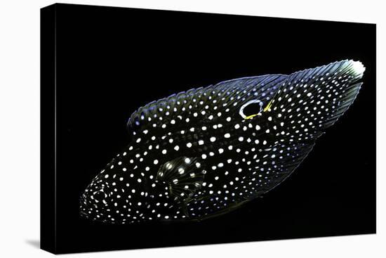 Calloplesiops Altivelis (Comet, Marine Betta)-Paul Starosta-Premier Image Canvas