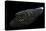Calloplesiops Altivelis (Comet, Marine Betta)-Paul Starosta-Premier Image Canvas