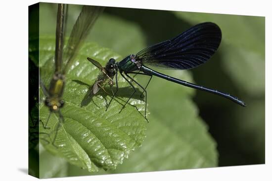 Calopteryx Virgo (Beautiful Demoiselle) - Devouring a Fly-Paul Starosta-Premier Image Canvas