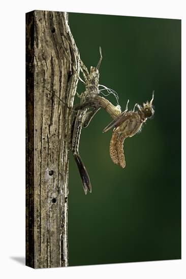 Calopteryx Virgo (Beautiful Demoiselle) - Emerging-Paul Starosta-Premier Image Canvas