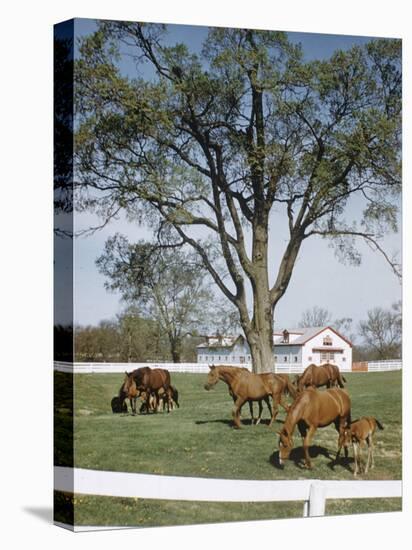 Calumet, Horse Farm-Eliot Elisofon-Premier Image Canvas