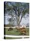 Calumet, Horse Farm-Eliot Elisofon-Premier Image Canvas