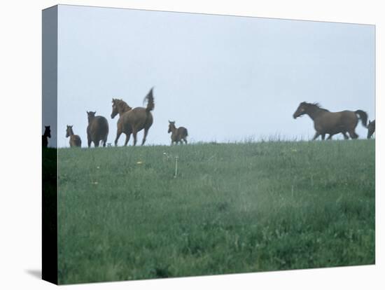 Calumet, Horse Farm-Eliot Elisofon-Premier Image Canvas