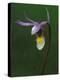 Calypso Orchid, Wilderness State Park, Michigan, USA-Claudia Adams-Premier Image Canvas