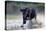 Camargue bull running through marshland, Camargue, France-Tony Heald-Premier Image Canvas