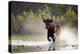 Camargue bull Running through marshland, Camargue, France-Tony Heald-Premier Image Canvas