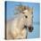 Camargue horse running, Camargue, France-Tony Heald-Premier Image Canvas