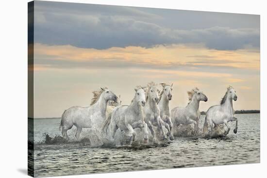 Camargue Horses - France-Xavier Ortega-Stretched Canvas