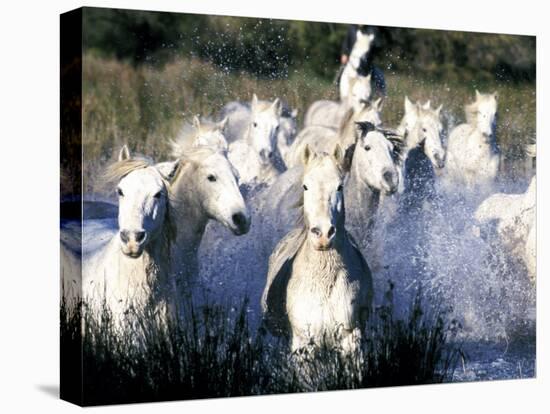 Camargue Horses, Ile Del La Camargue, France-Gavriel Jecan-Premier Image Canvas