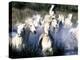 Camargue Horses, Ile Del La Camargue, France-Gavriel Jecan-Premier Image Canvas