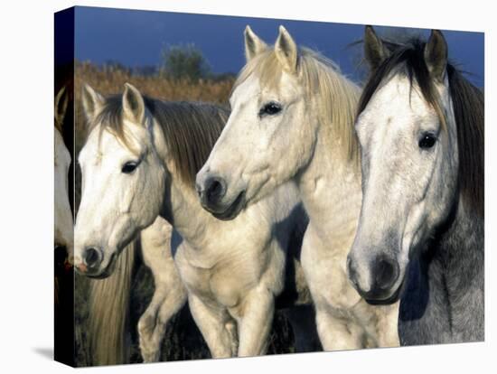 Camargue Horses, Ile Del La Camargue, France-Gavriel Jecan-Premier Image Canvas