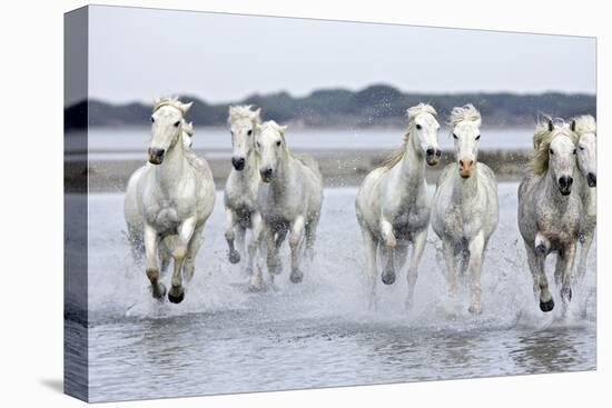 Camargue Horses Running Through Water-null-Premier Image Canvas