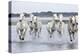 Camargue Horses Running Through Water-null-Premier Image Canvas