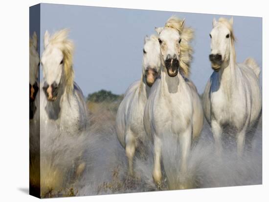 Camargue horses running-Theo Allofs-Stretched Canvas