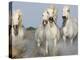 Camargue horses running-Theo Allofs-Stretched Canvas