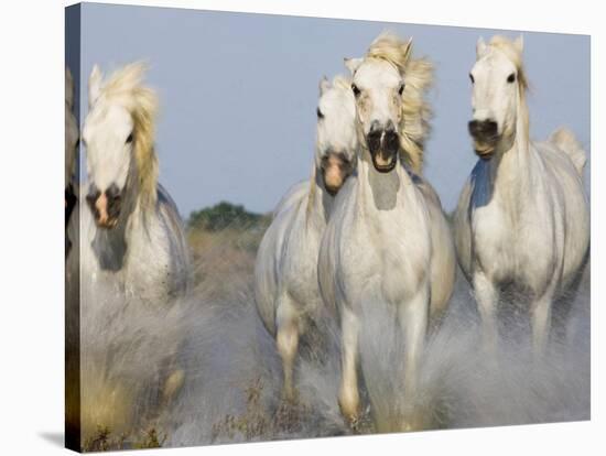 Camargue horses running-Theo Allofs-Stretched Canvas