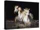 Camargue Horses-Bobbie Goodrich-Stretched Canvas