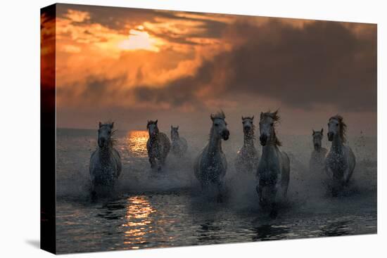 Camargue on Fire-Xavier Ortega-Premier Image Canvas