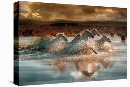 Camargue Water Run - Spatter-Bobbie Goodrich-Stretched Canvas