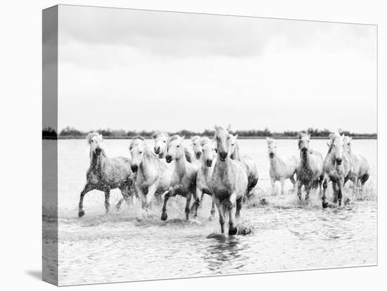 Camargue White Horses Galloping Through Water, Camargue, France-Nadia Isakova-Premier Image Canvas