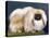 Cambaluc Lionheart Owned by Aubrey-Jones-Thomas Fall-Premier Image Canvas