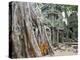 Cambodia, Siem Reap, Angkor, Ta Prohm Temple-Steve Vidler-Premier Image Canvas