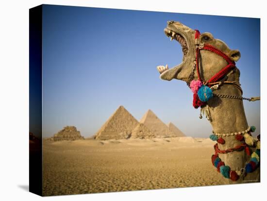 Camel at the Pyramids, Giza, Cairo, Egypt-Doug Pearson-Premier Image Canvas