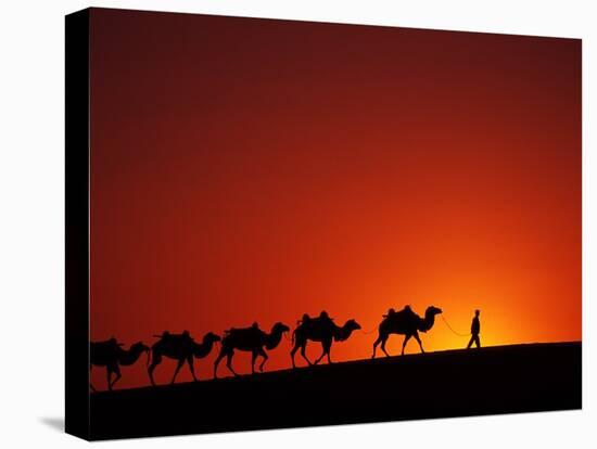 Camel Caravan at Sunrise, Silk Road, China-Keren Su-Premier Image Canvas