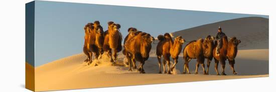 Camel Caravan in a Desert, Gobi Desert, Independent Mongolia-null-Premier Image Canvas