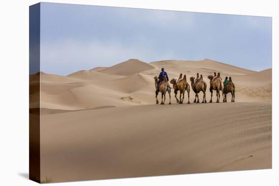 Camel Caravan in the Dunes. Gobi Desert. Mongolia.-Tom Norring-Premier Image Canvas