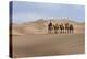 Camel Caravan in the Dunes. Gobi Desert. Mongolia.-Tom Norring-Premier Image Canvas