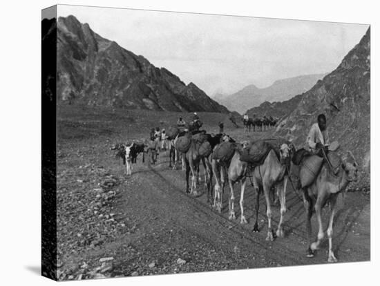 Camel Caravan-null-Premier Image Canvas