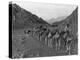 Camel Caravan-null-Premier Image Canvas