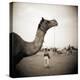 Camel Fair in Pushkar, India-Theo Westenberger-Premier Image Canvas