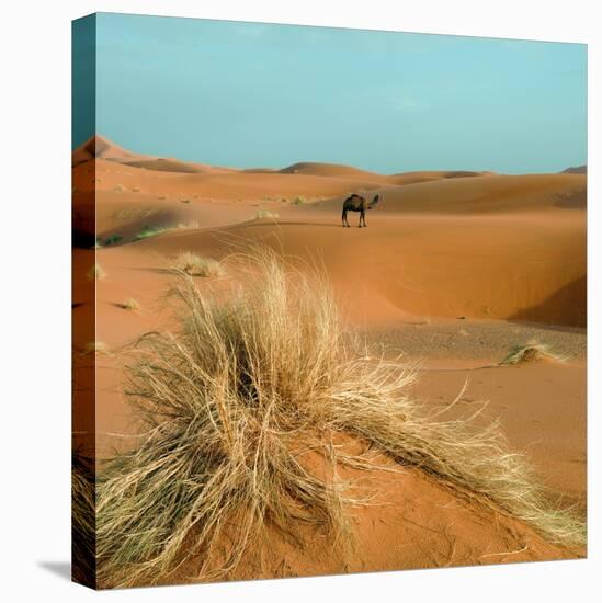 Camel in Sahara Desert-Steven Boone-Premier Image Canvas