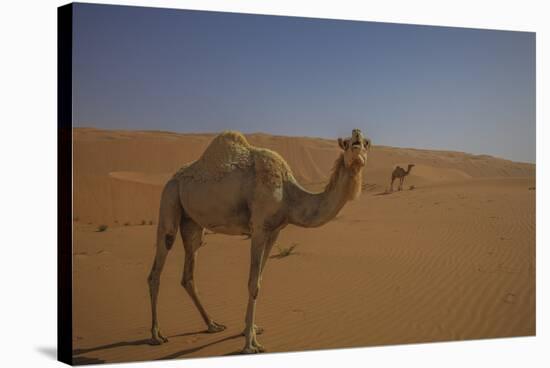 Camel Looking At Camera-Matias Jason-Stretched Canvas