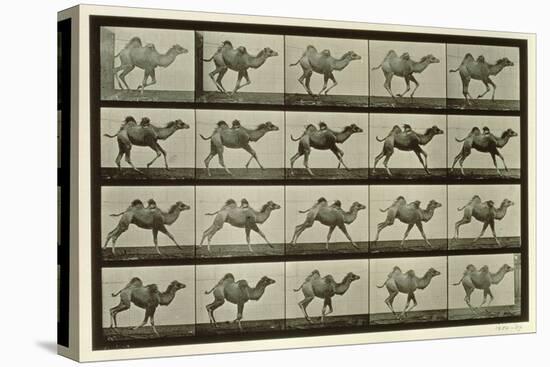 Camel, Plate from 'Animal Locomotion', 1887-Eadweard Muybridge-Premier Image Canvas