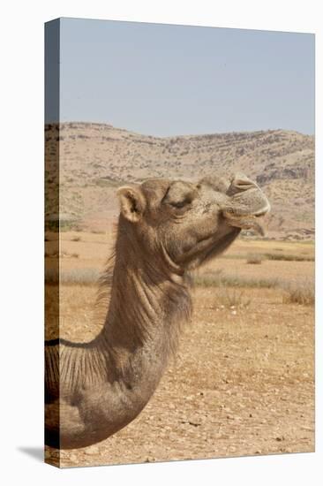 Camel Profile-null-Premier Image Canvas