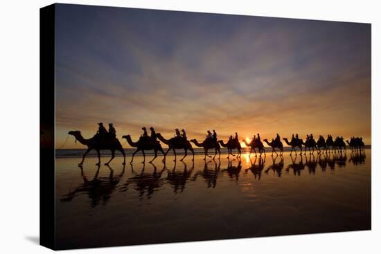 Camel Safari Famous Camel Safari on Broom's Cable-null-Premier Image Canvas