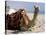 Camel, Sealine Beach Resort, Qatar, Middle East-Charles Bowman-Premier Image Canvas
