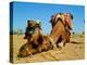 Camel Sleeping during a Desert Safari Pause-paul prescott-Premier Image Canvas