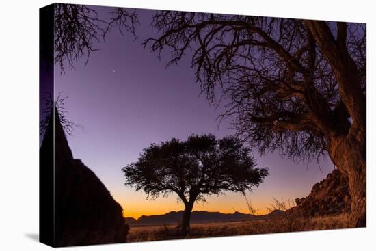 Camel thorn tree silhouetted at sunset in the desert, Namibia-Emanuele Biggi-Premier Image Canvas