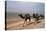 Camel Train Travelling on a Road Alongside the Euphrates Near Nasiriya, Iraq, 1977-Vivienne Sharp-Premier Image Canvas