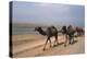 Camel Train Travelling on a Road Alongside the Euphrates Near Nasiriya, Iraq, 1977-Vivienne Sharp-Premier Image Canvas