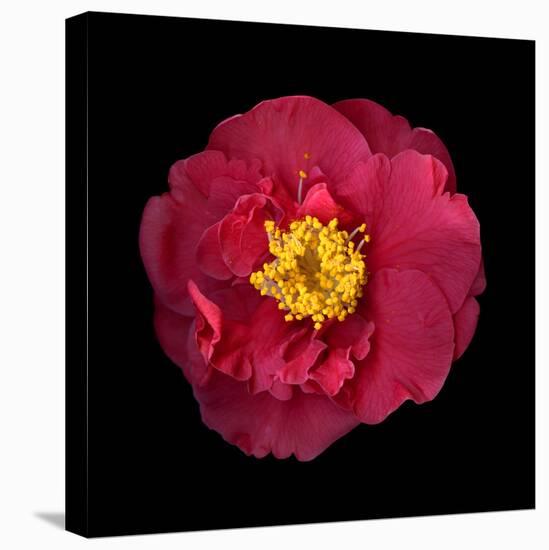 Camelia-Magda Indigo-Premier Image Canvas