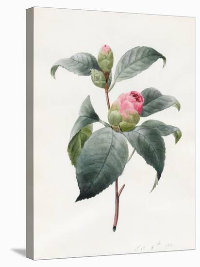 Camellia, 1826-Louise D'Orleans-Premier Image Canvas