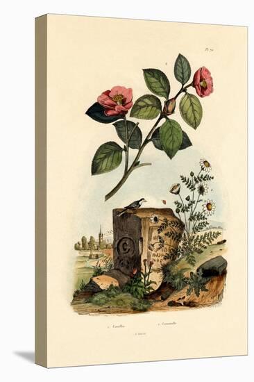 Camellia, 1833-39-null-Premier Image Canvas