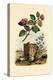 Camellia, 1833-39-null-Premier Image Canvas